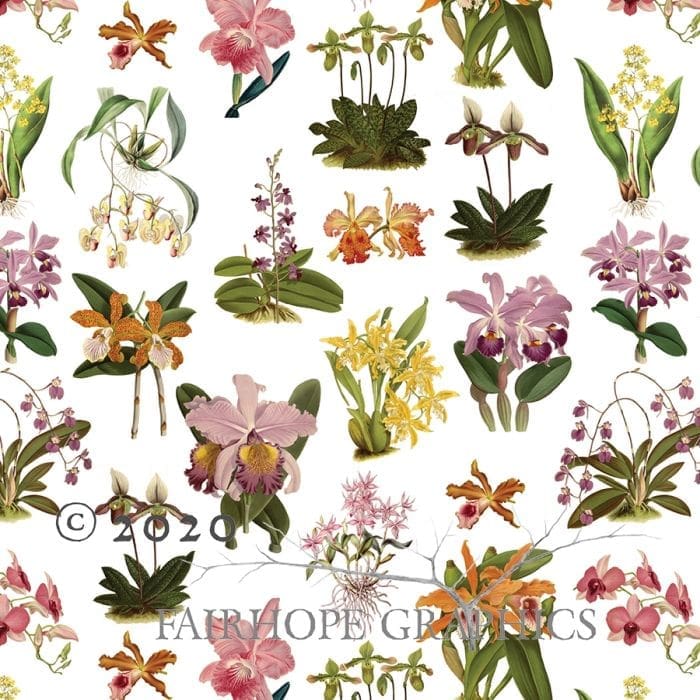 Orchid Gift Wrap